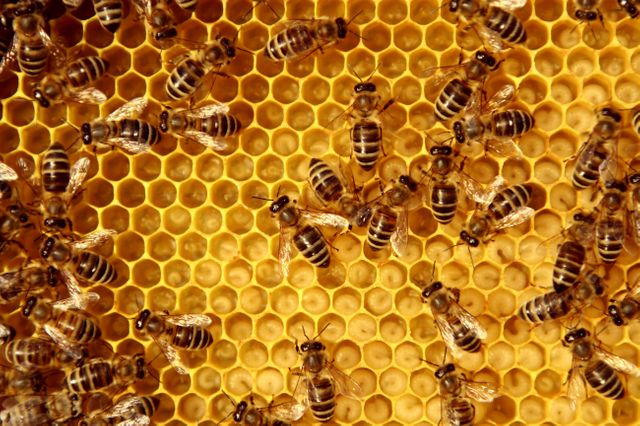 Néonicotinoïdes: « On a des produits qui restent actifs sur les pollinisateurs » explique le patron de l’Agence nationale de sécurité sanitaire