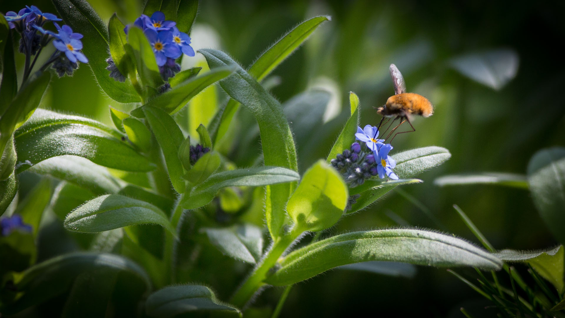 Bombylius major