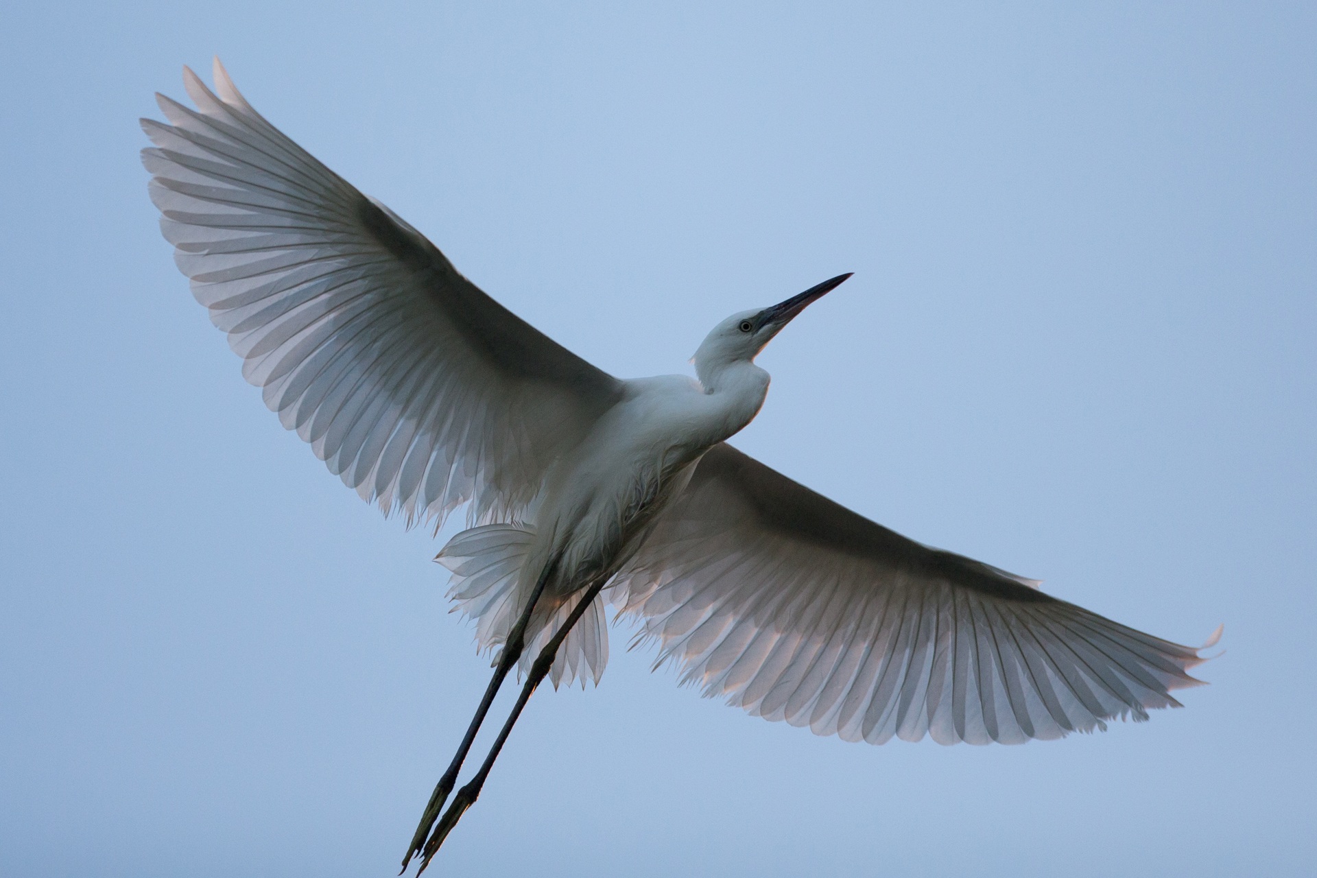 Aigrette garzette