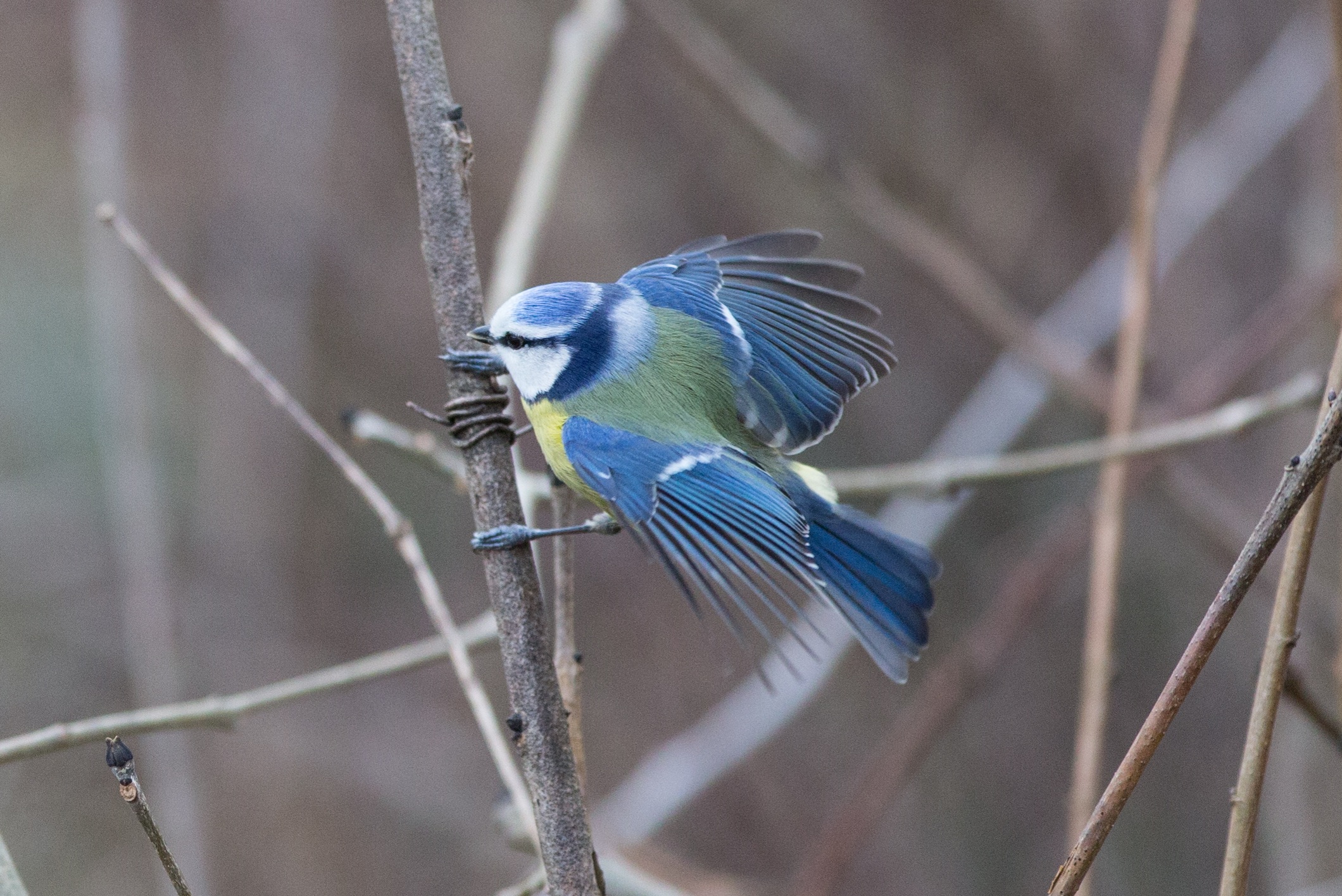 Mésange bleue