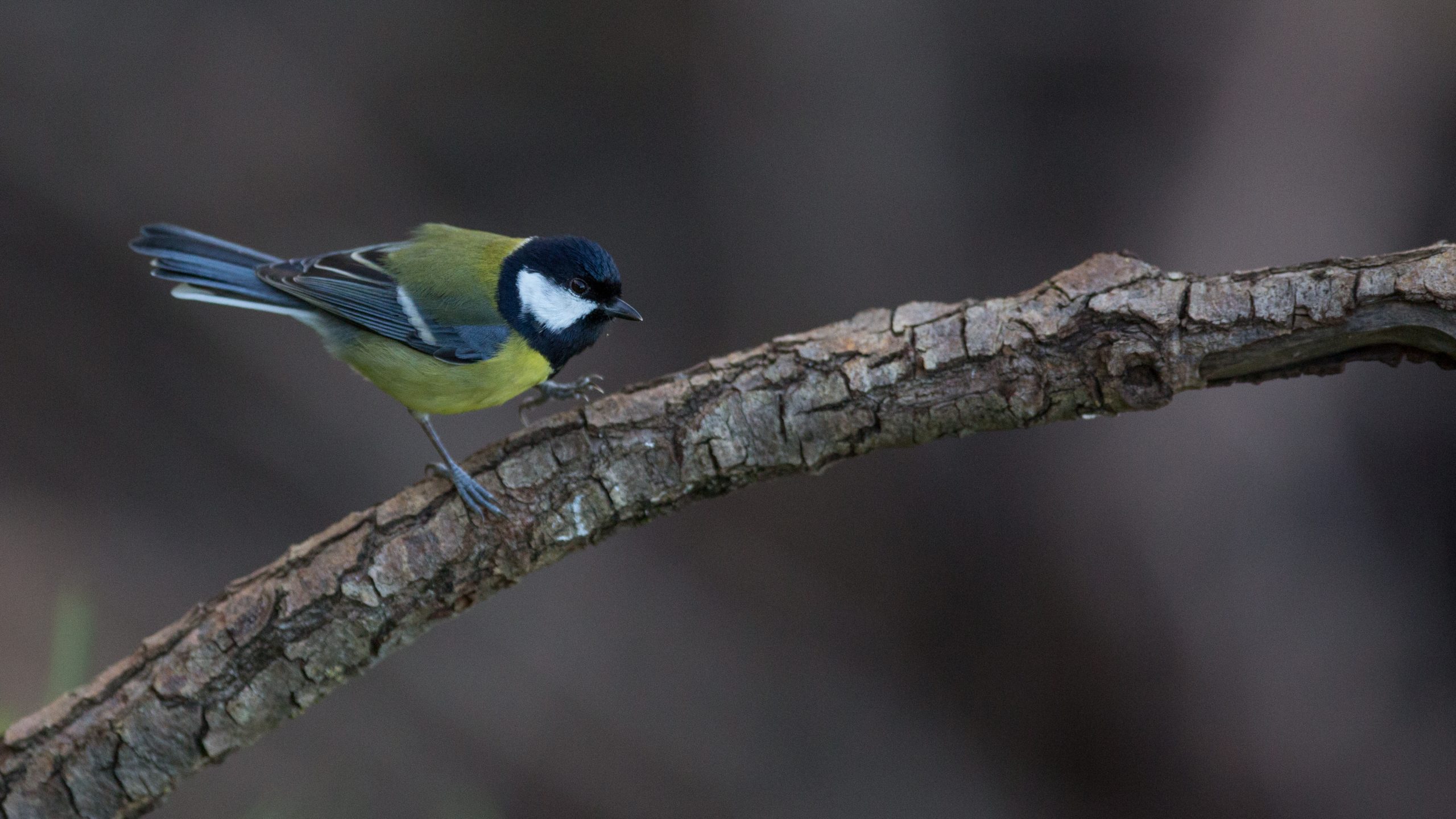 Mésange Charbonnière
