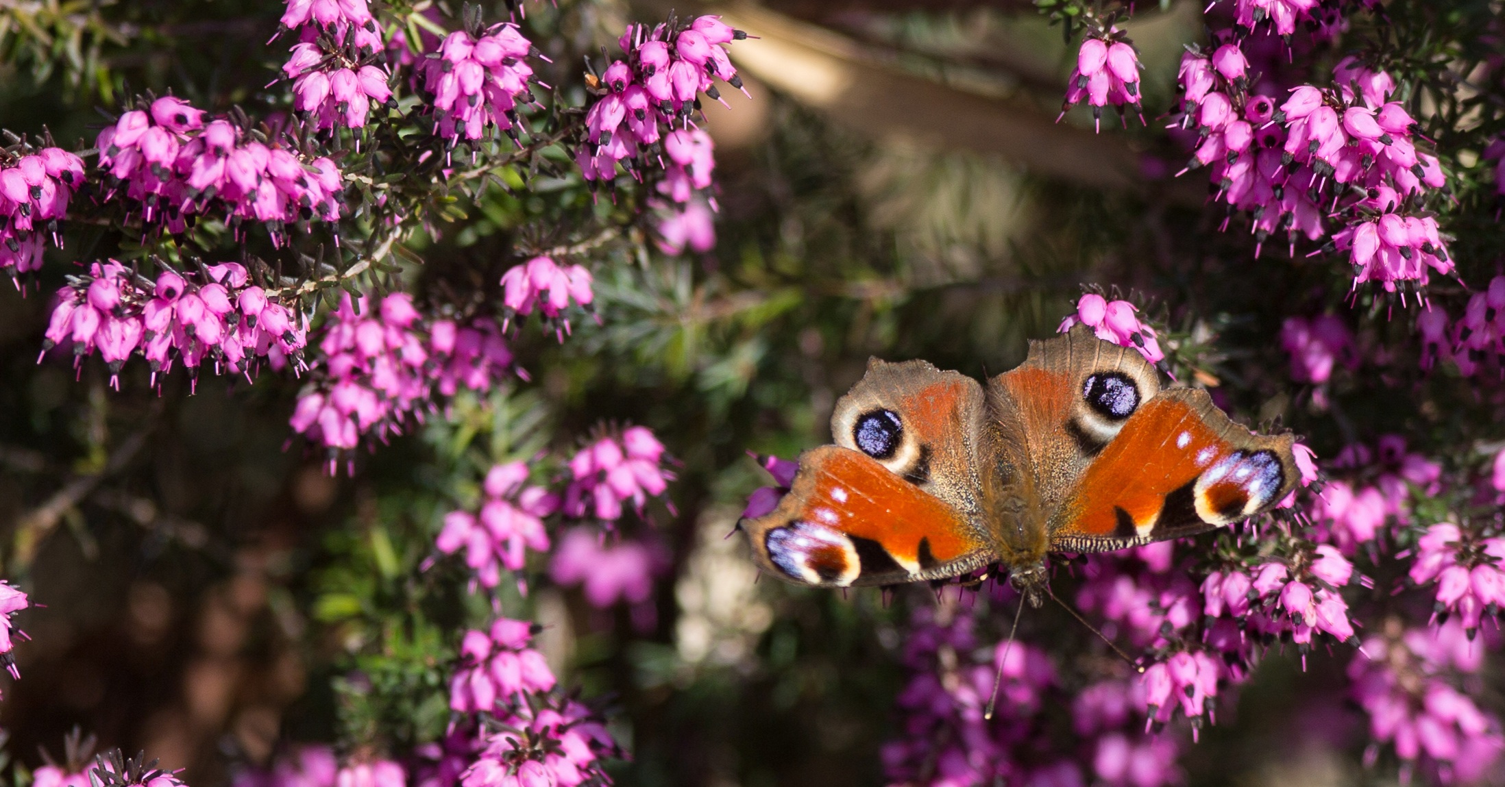 Le printemps approche