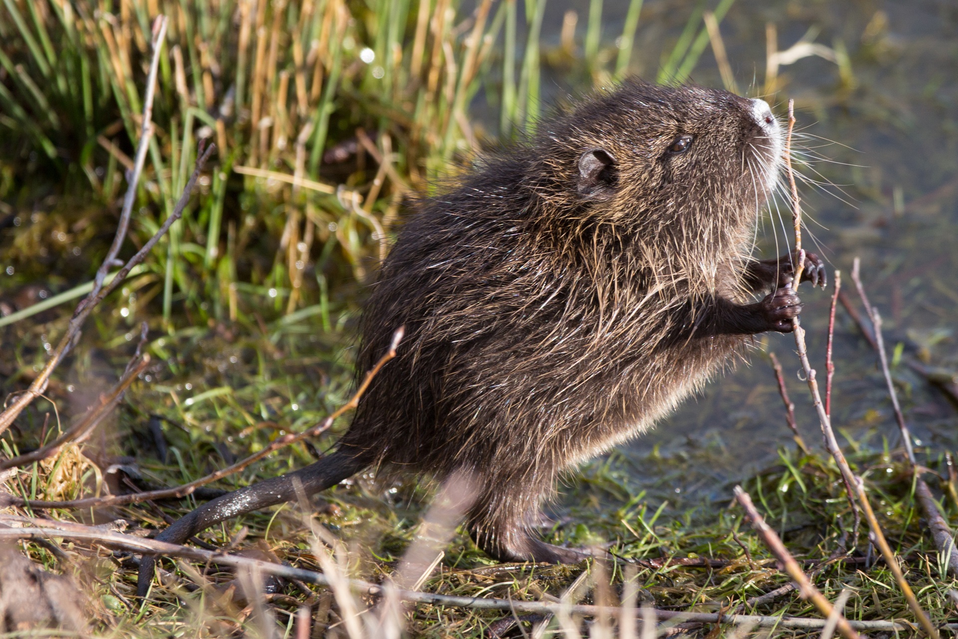 Ragondin juvénile : un habitué des bords de l'yerres - Les Coquelicombs