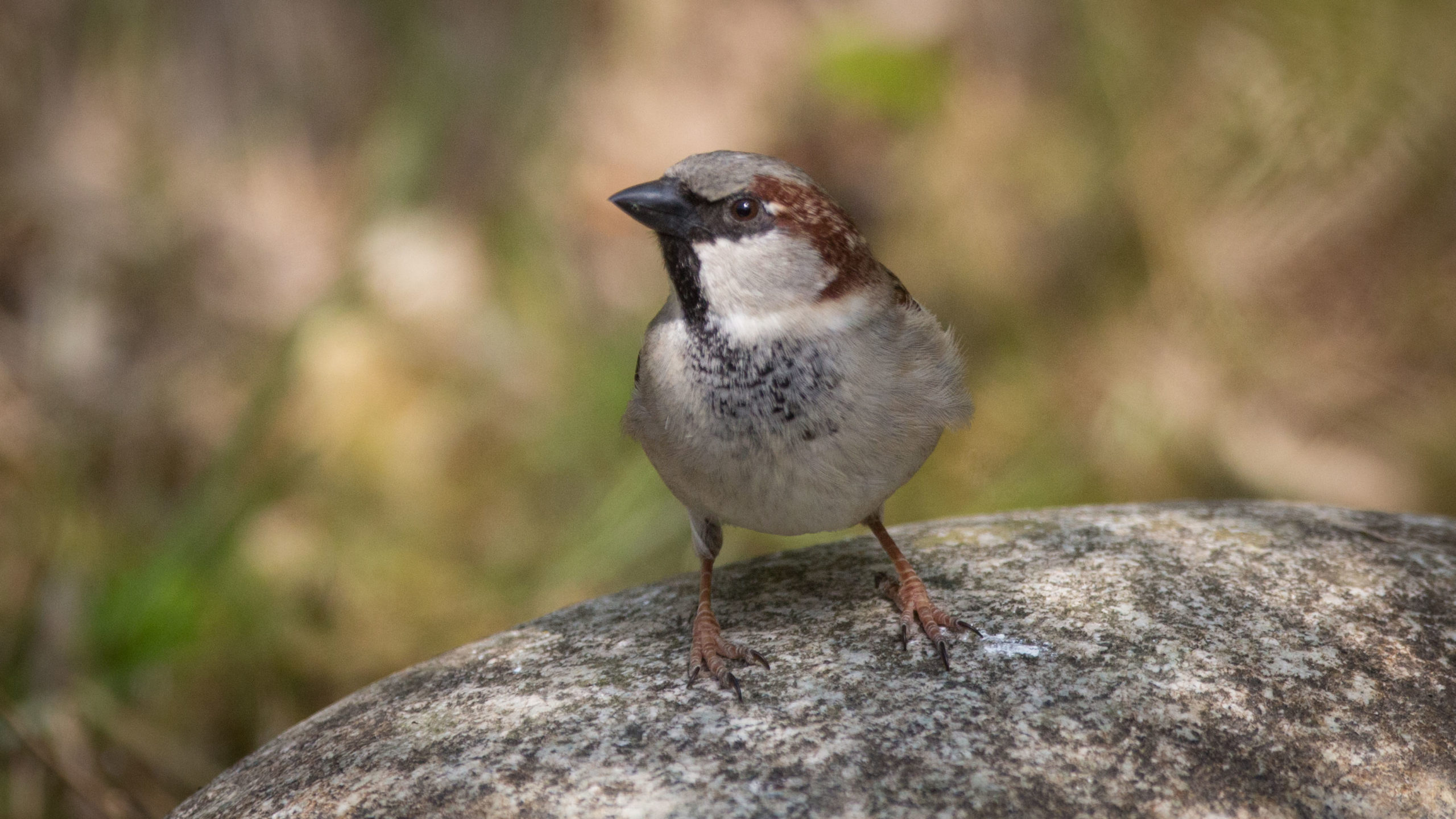 Moineau domestique …c&rsquo;est l&rsquo;heure du bain