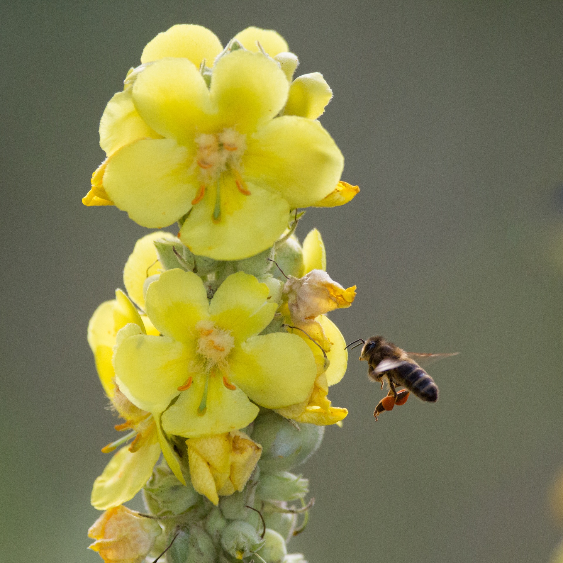 Abeille