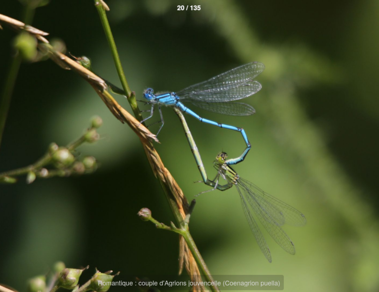 Bouffée d&rsquo;air : visitez la galerie photos « Le monde incroyable des insectes »