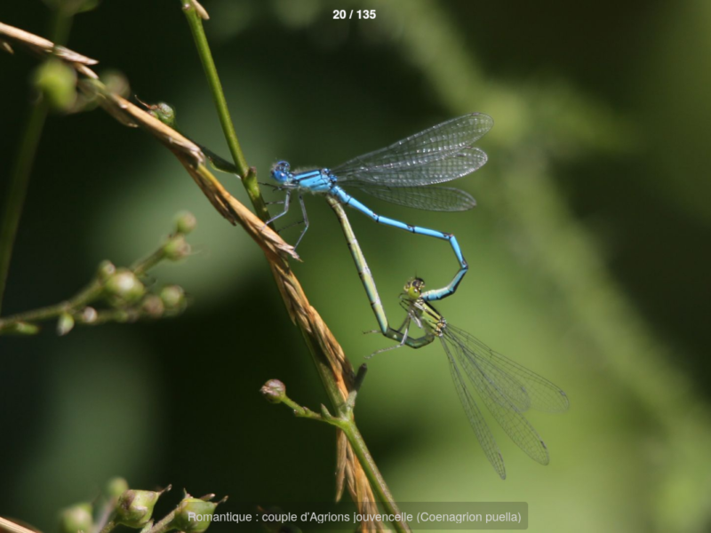 Bouffée d’air : visitez la galerie photos “Le monde incroyable des insectes”