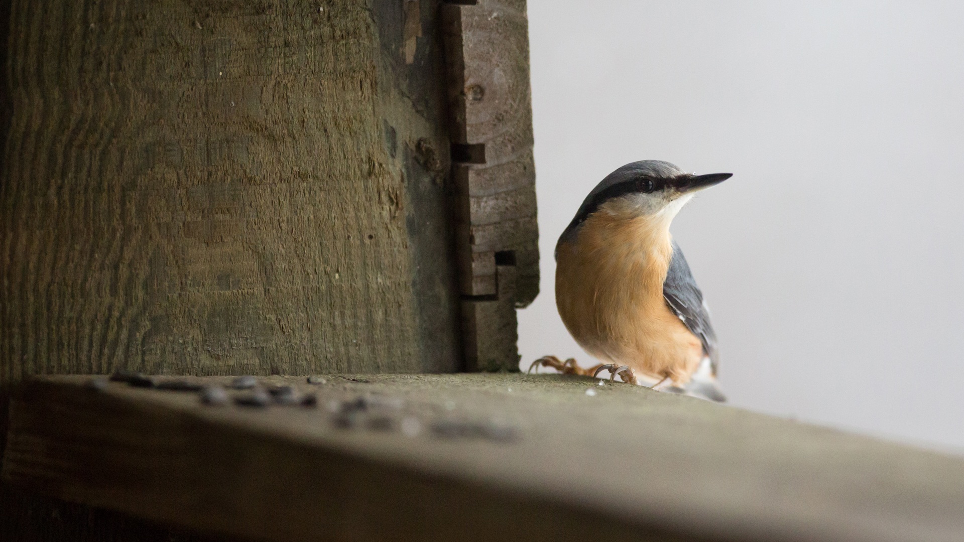 Nourrissage des oiseaux, quand et pourquoi arrêter ?