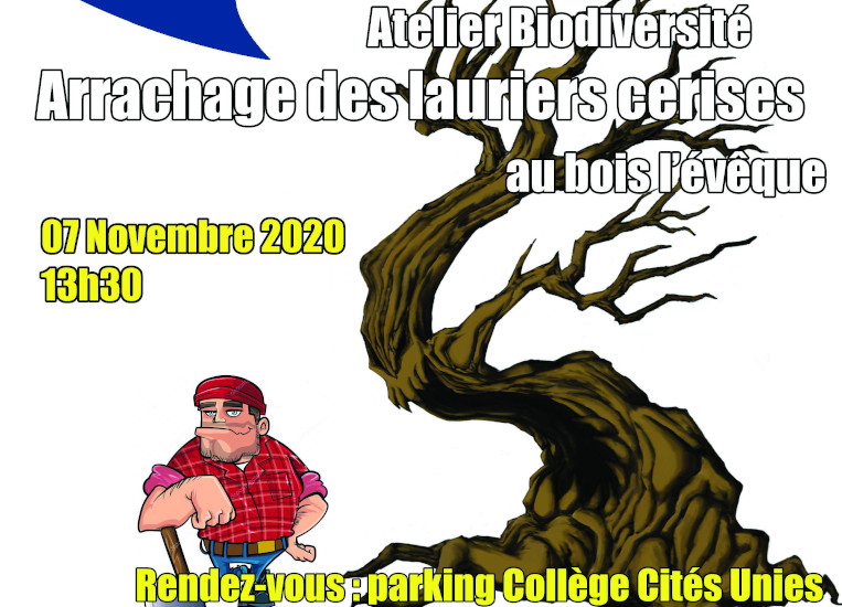 Arrachage des lauriers cerises du Bois l’évêque le 07/11/2020
