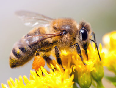 Néonicotinoïdes, le retour des tueurs d’abeilles