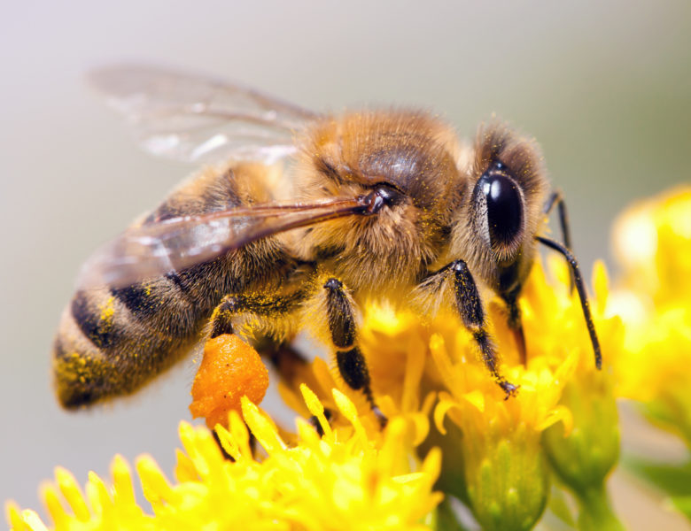 Néonicotinoïdes, le retour des tueurs d’abeilles