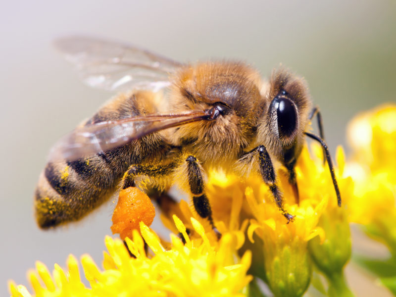 Néonicotinoïdes, le retour des tueurs d’abeilles