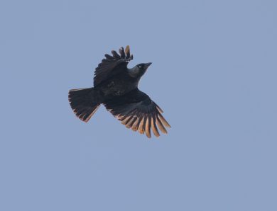Sortie ornithologique