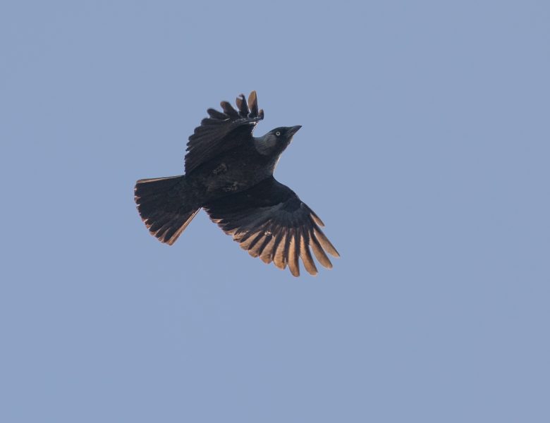Sortie ornithologique